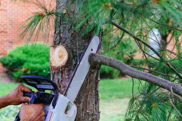 Reliable Mchenry, IL Tree Service Solutions